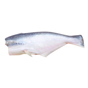 CÁ BASA NGUYÊN CON