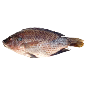 CÁ RÔ PHI NGUYÊN CON WGGS